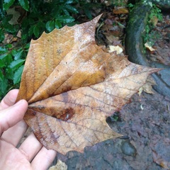 Platanus mexicana