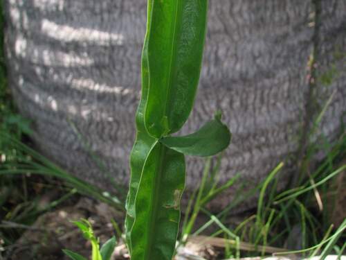 Baccharis sagittalis, photograph 6