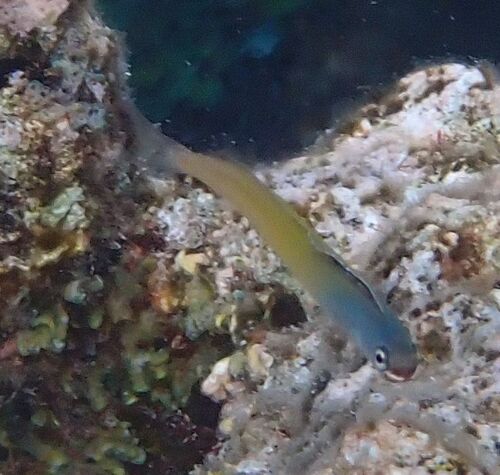 Plagiotremus townsendi observed 2026-01-28