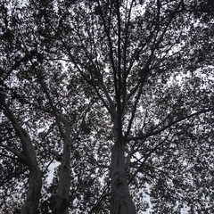 Platanus mexicana