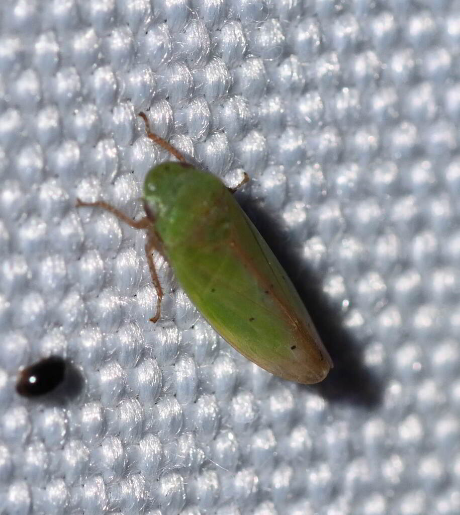 Ponana floridana