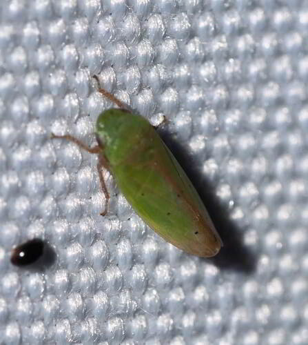 Ponana floridana