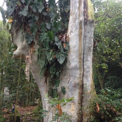 Platanus mexicana