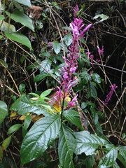 Odontonema callistachyum