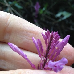 Odontonema callistachyum