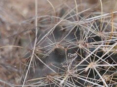 Ancistrocactus
