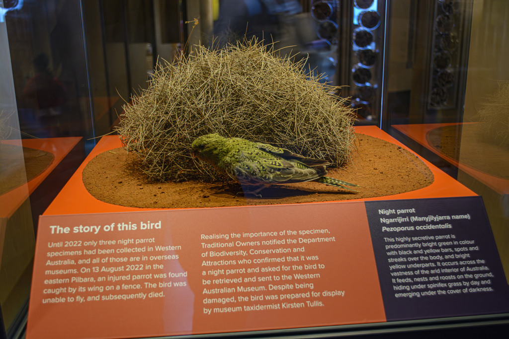 Night Parrot
