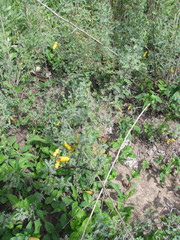 Prosopis strombulifera