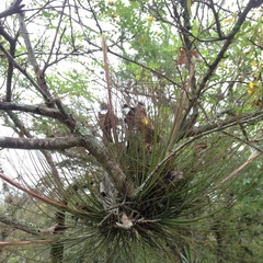 Tillandsia juncea