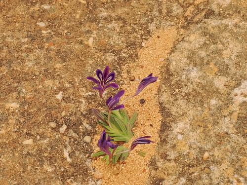Biedouw Bentflower Bobbejaantjie (Babiana geniculata)
