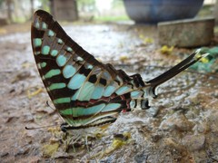 Graphium policenes policenes
