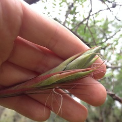 Tillandsia juncea