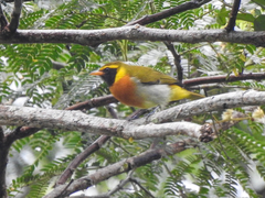 Guira Tanager photo 3