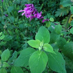 Salvia purpurea