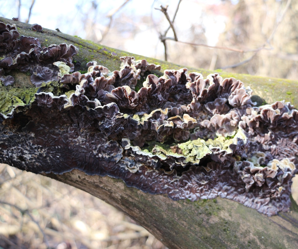 Auricularia mesenterica · February 2026 · photo: © yuriydanilevsky (iNaturalist, cc-by)
