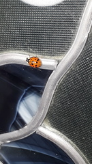 Harmonia axyridis