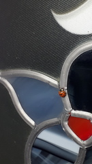 Harmonia axyridis