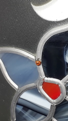 Harmonia axyridis