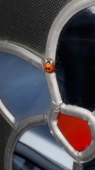 Harmonia axyridis