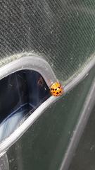 Harmonia axyridis