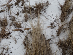 Calamagrostis breviligulata