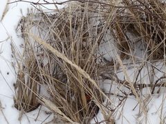 Calamagrostis breviligulata, photograph Reuven Martin, CC0, iNaturalist via GBIF