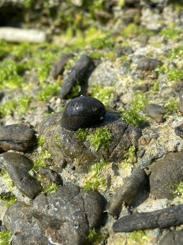 Nerita ocellata observed 2026-02-15