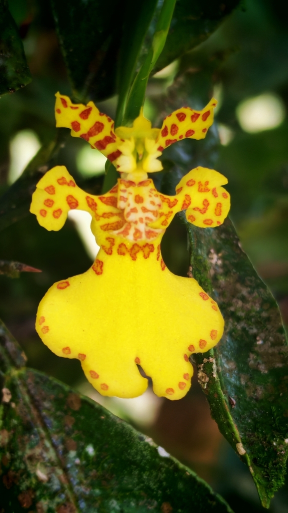 Dwarf Erycina
