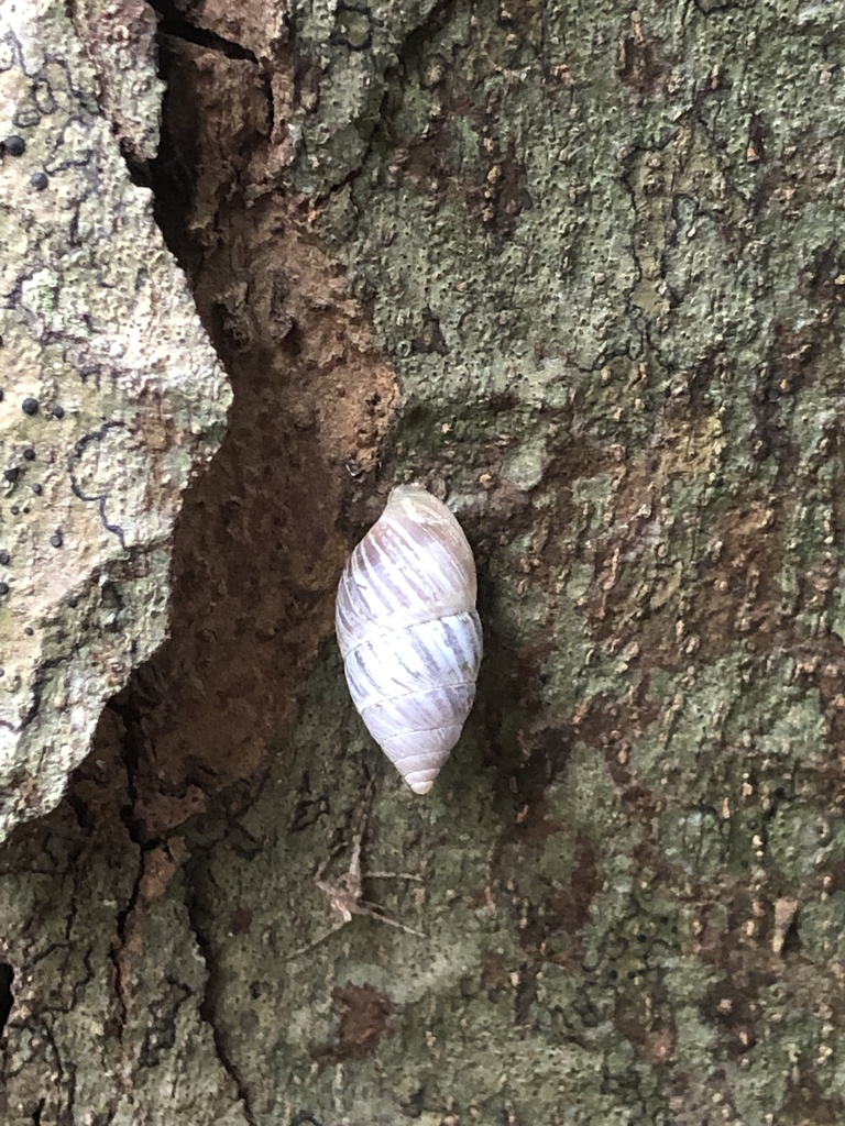 Luchuena reticulata