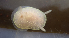 Acanthodoris hudsoni