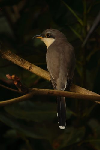 Mangrove Cuckoo (Coccyzus minor), photo 5