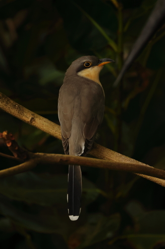 Mangrove Cuckoo (Coccyzus minor), photo 4