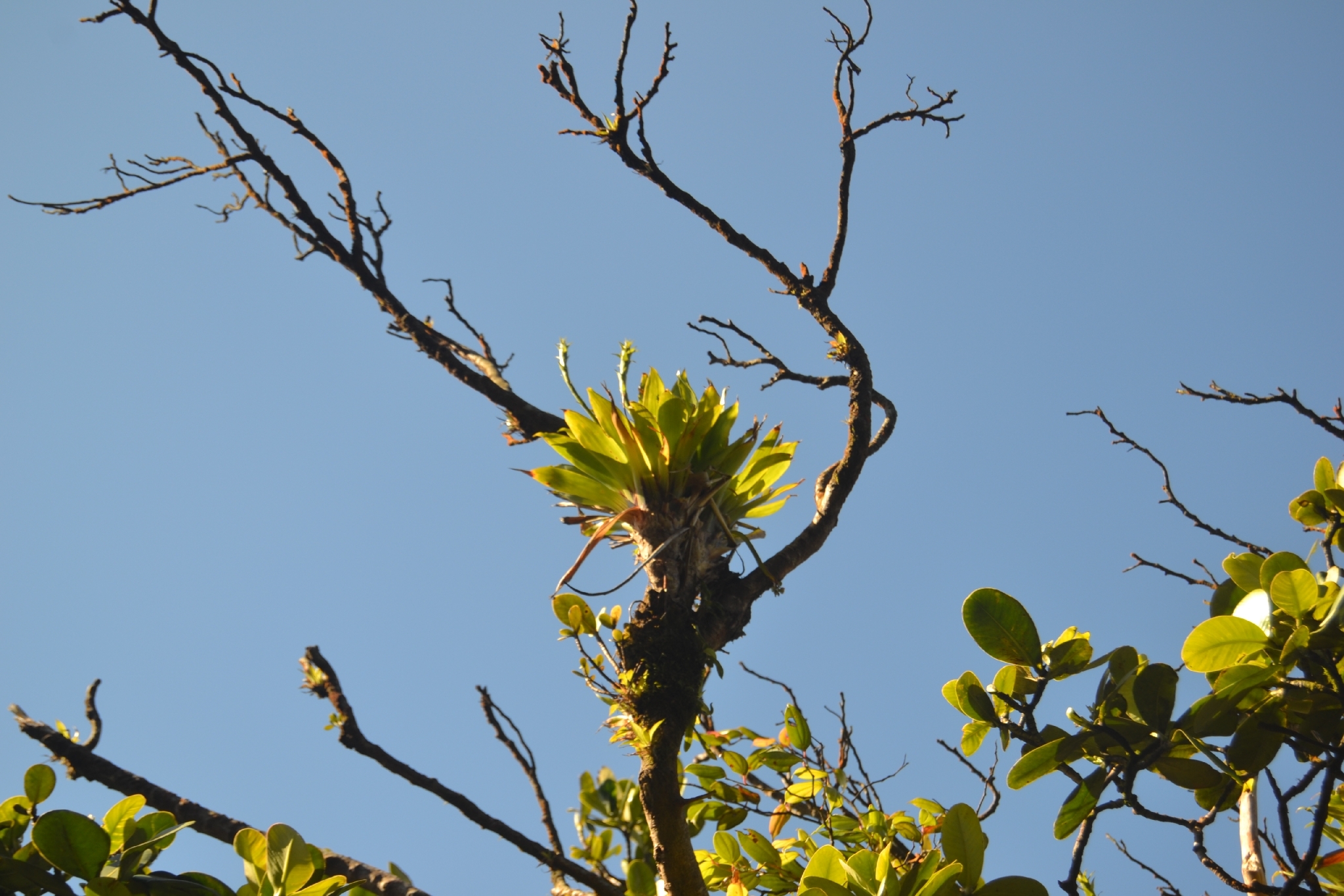 Werauhia pedicellata