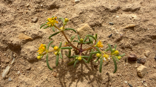 simple-leaved bean caper