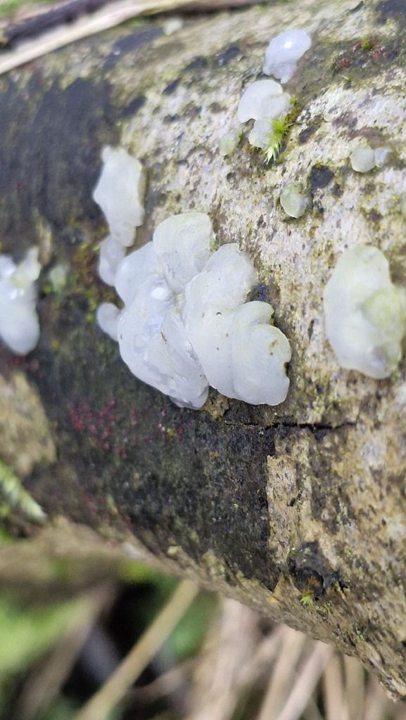 Myxarium nucleatum · February 2026 · photo: © cfg (iNaturalist, cc-by)