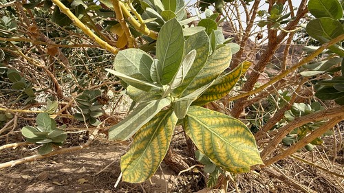giant milkweed