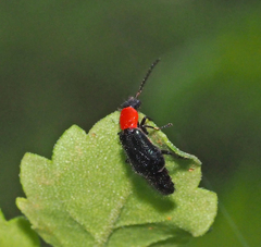 Carphurus cyanopterus