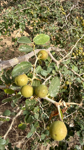 Christ's thorn jujube