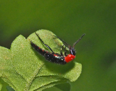 Carphurus cyanopterus