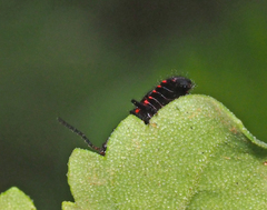 Carphurus cyanopterus