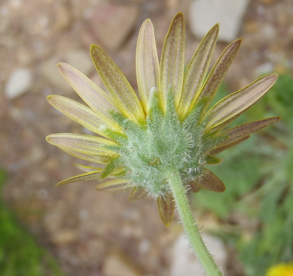 Capeweed from Baviaanskloof, Sarah Baartman District Municipality ...
