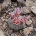 Mammillaria lasiacantha - Photo (c) Isaac Lord,  זכויות יוצרים חלקיות (CC BY-NC), uploaded by Isaac Lord
