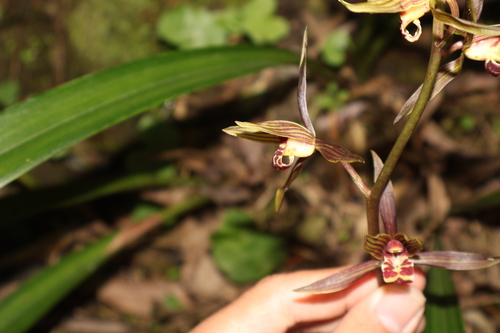 Cymbidium sinense iNat (2)