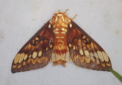 Citheronia equatorialis