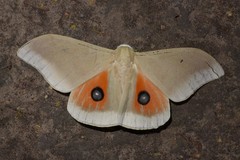 Pseudobunaea pallens