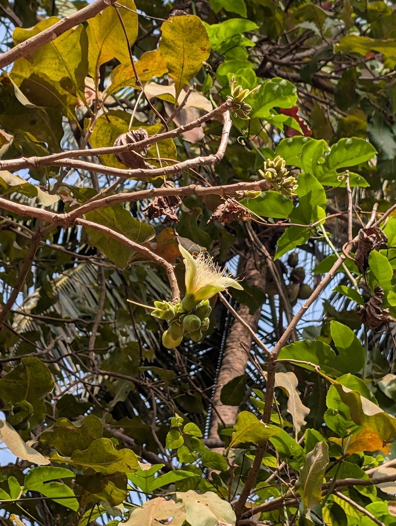 Thụ vừng – Careya arborea