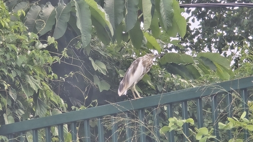 iNaturalist image