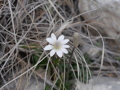 Anemone okennonii