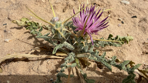 Centaurea eryngioides
