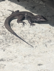 Providencia Ameiva photo 4
